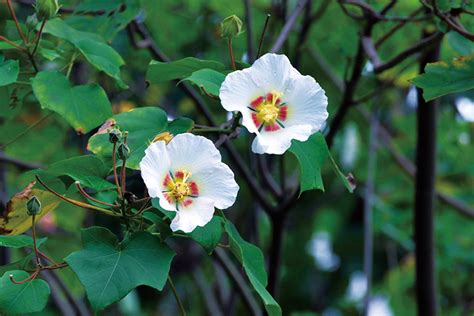 九頭芙蓉|山芙蓉 